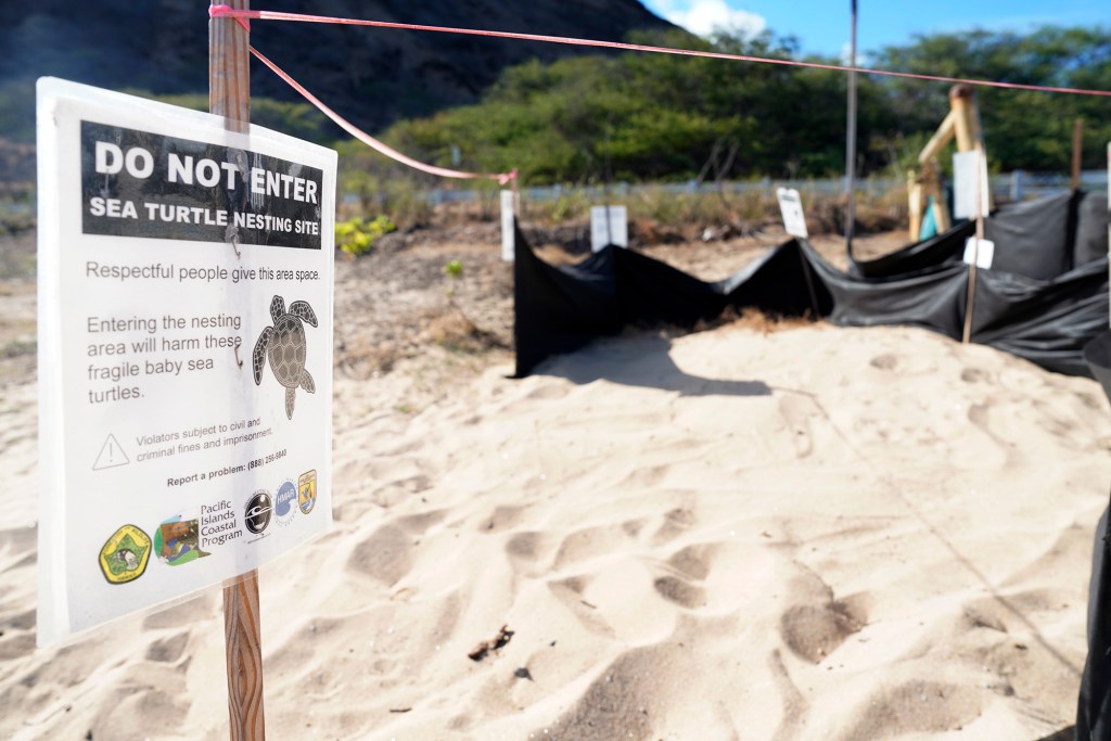 One of a handful of honu nests of eggs waits to be excavated on Monday, Oct. 2, 2023, at Sandy Beach in Honolulu. The hatchlings needed help after only a small handful emerged from the nest the previous night. This led the biologists to believe other hatchlings were somehow trapped. After digging, the first hatchling was found to be entrapped by improperly disposed fishing line and grass roots which prevented the green sea turtle hatchling and the others below it to emerge the previous evening. Biologist Elyse Sachs compares this to an emergency cesarian section so the remaining hatchlings can survive. (Kevin Fujii/Civil Beat/2023)