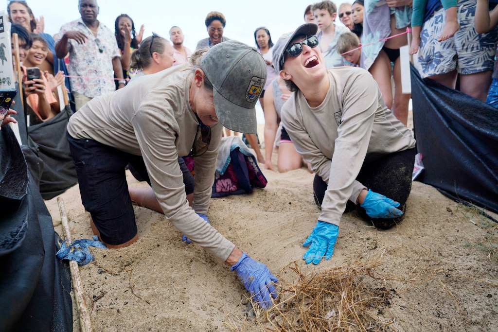 U.S. Fish and Wildlife biologists Sheldon Plentovich, from left, carefully begins moving sand while Elyse Sachs laughs at a joke by Malama I No Honu volunteer Debbie Herrera on Monday, Oct. 2, 2023, at Sandy Beach in Honolulu. Malama I No Honu volunteers recorded only a small handful of honu hatchlings making it out of their nest the previous night. Because the number of hatchlings was so small, the biologists and volunteers became concerned the hatchlings were somehow trapped. (Kevin Fujii/Civil Beat/2023)