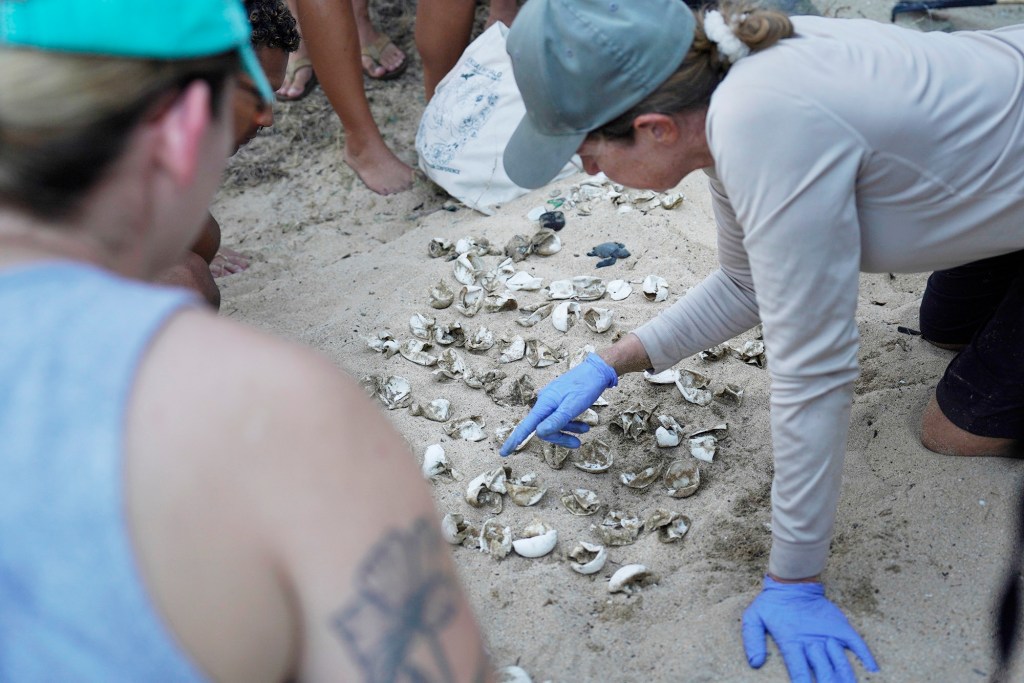 U.S. Fish and Wildlife biologists Sheldon Plentovich counts green sea turtle eggs Monday, Oct. 2, 2023, at Sandy Beach in Honolulu. The remains of eggshells gives the scientists and volunteers good data on this nest. (Kevin Fujii/Civil Beat/2023)