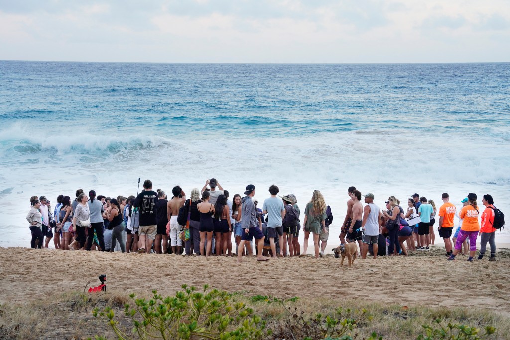 Spectators watch the honu hatchlings make their way toward the ocean Monday, Oct. 2, 2023, at Sandy Beach in Honolulu. Approximately 80 people came to watch the U.S. Fish and Wildlife biologists and Malama I No Honu volunteers excavate and release the green sea turtles. (Kevin Fujii/Civil Beat/2023)