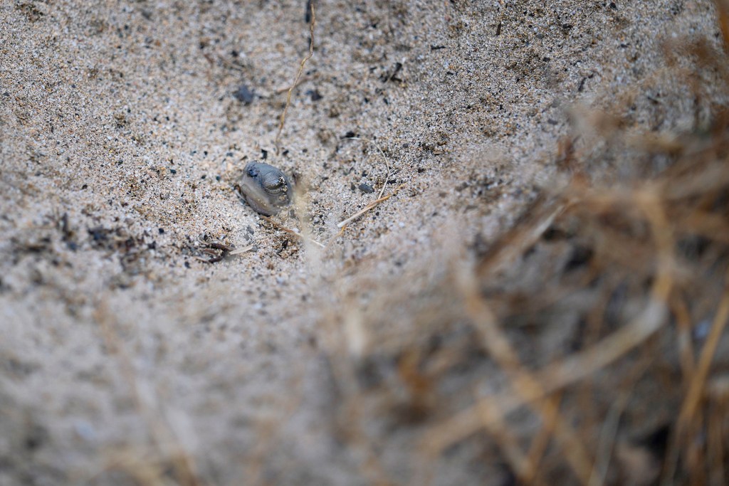 U.S. Fish and Wildlife biologists Sheldon Plentovich and Elyse Sachs reach the first honu hatchling on top of a nest of green sea turtle eggs Monday, Oct. 2, 2023, at Sandy Beach in Honolulu. This hatchling was entrapped by improperly disposed fishing line and the roots of grass. The entanglement prevented it and the others below it to emerge the previous evening. Biologist Sachs compares this to an emergency cesarian section to the remaining hatchlings can survive. (Kevin Fujii/Civil Beat/2023)