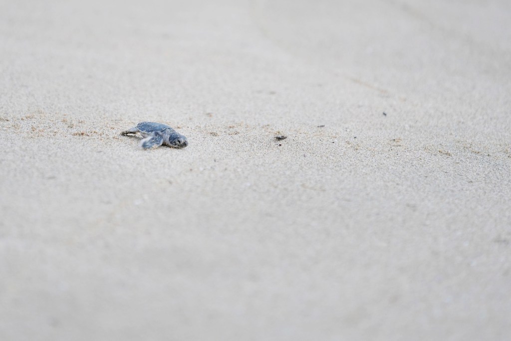The first honu hatchling released makes its way toward the ocean  Monday, Oct. 2, 2023, at Sandy Beach in Honolulu.  (Kevin Fujii/Civil Beat/2023)