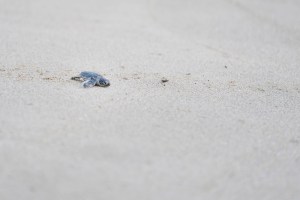 The first honu hatchling released makes its way toward the ocean  Monday, Oct. 2, 2023, at Sandy Beach in Honolulu.  (Kevin Fujii/Civil Beat/2023)