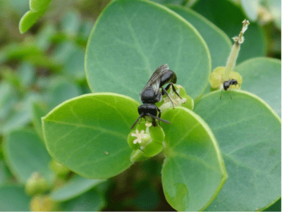 Hylaeus anthracinus yellow faced fee