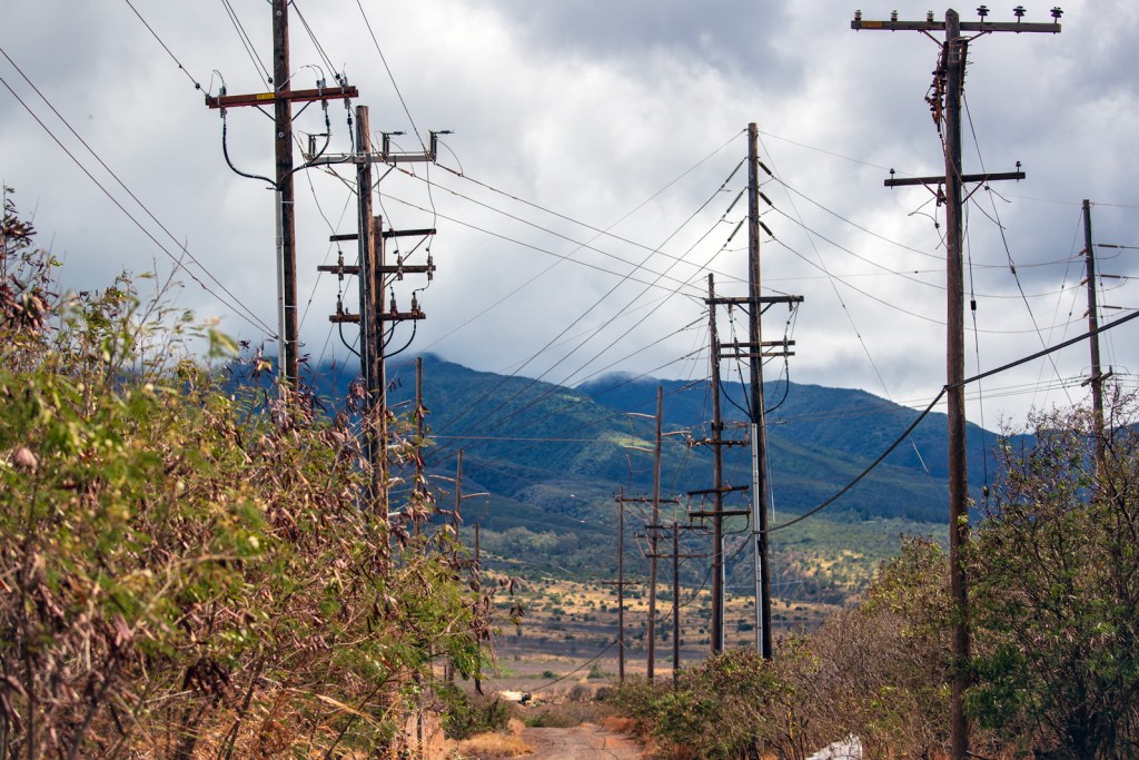 Power lines on Maui in Kaanapali. (Nathan Eagle/Civil Beat/2023)