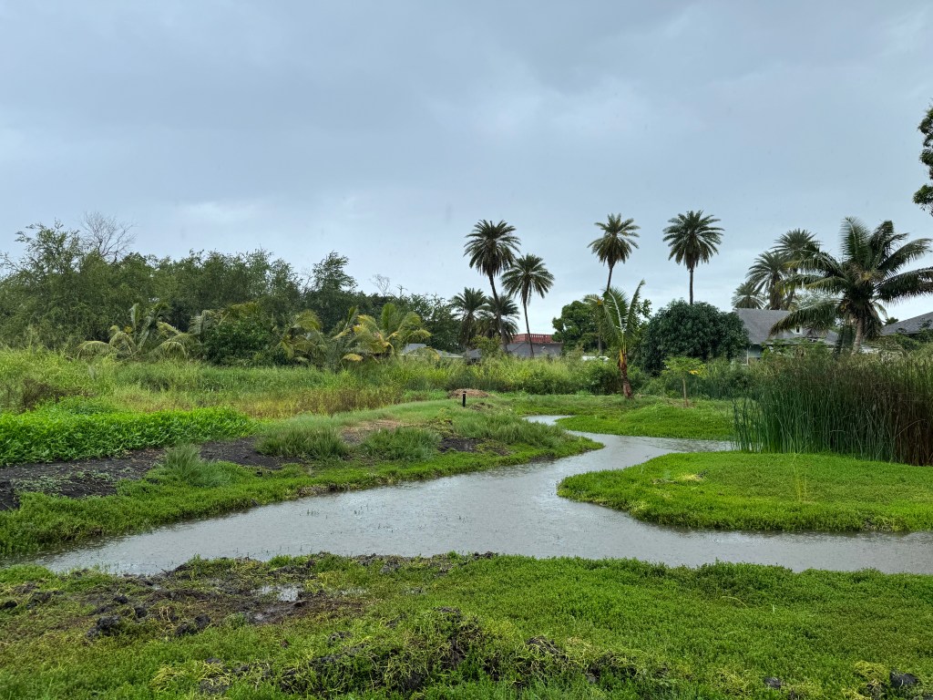 At Kokua Learning Farm in Haleiwa, Natalie McKinney hopes the DOE's request for information will encourage more farmers to enter into more contracts with the department in the future.