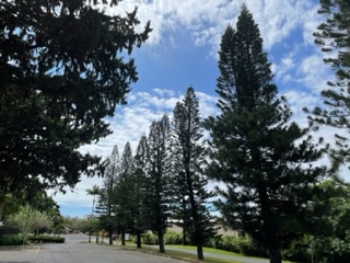Provided photo of Cook Pines along the road leading in Saint Francis School.