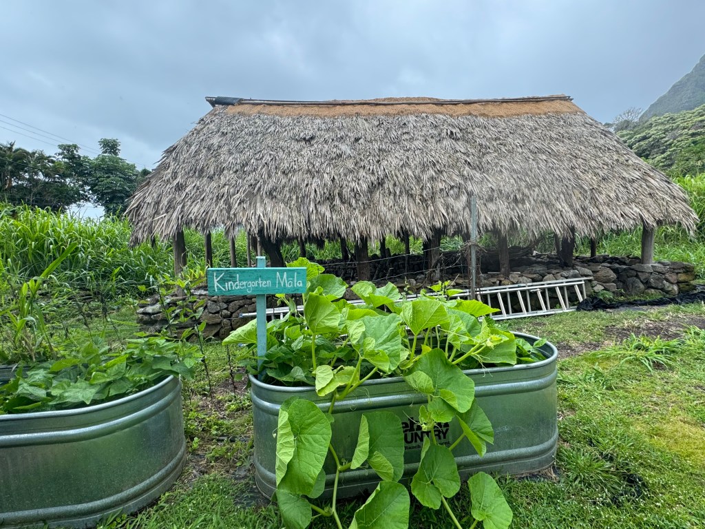 Students plant class gardens on land donated by Kualoa Ranch near Kaaawa Elementary.