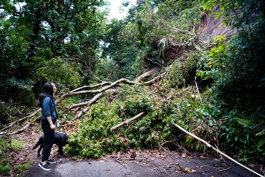 Taea Takagi-Jones and her mother’s puppy Spartacus get a closer look at the landslide debris Tuesday, July 23, 2024, in Honolulu. This landslide with downed trees blocking Tantalus and Round Top Drives has been blocking traffic for two weeks. Path users cut a path to continue walking, running and cycling behind Takagi-Jones. (Kevin Fujii/Civil Beat/2024)