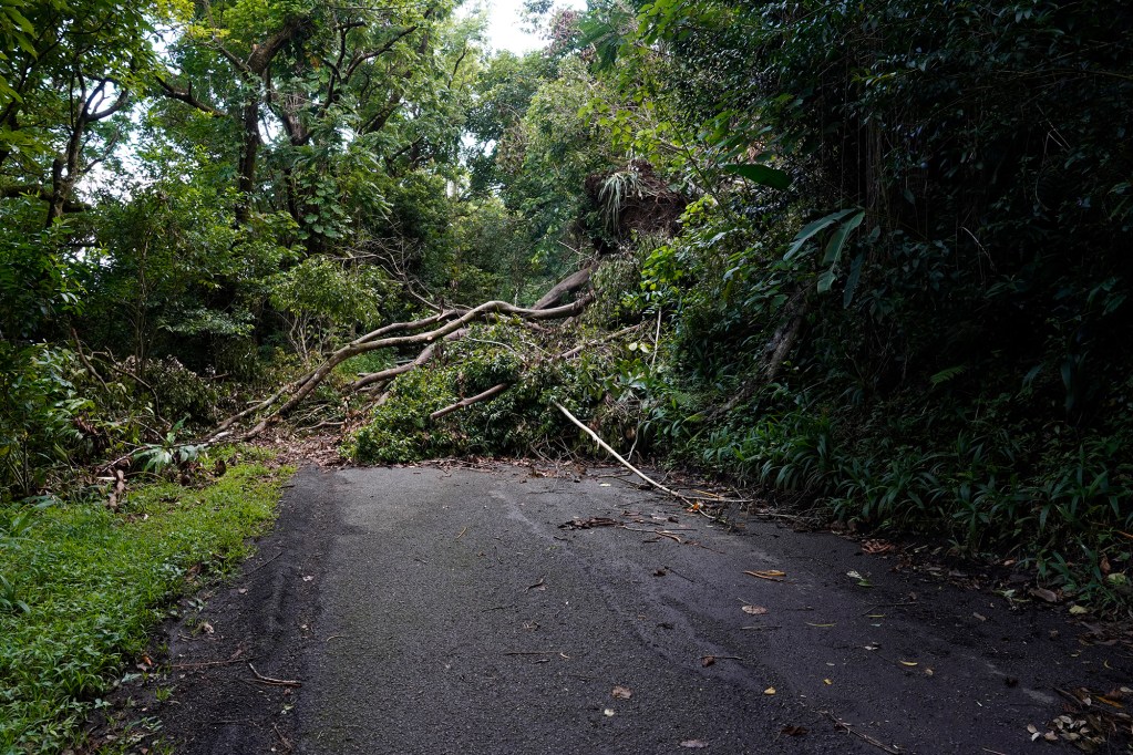 Downed trees from a landslide are photographed Tuesday, July 23, 2024, in Honolulu. This debris has blocked Tantalus and Round Top Drives for two weeks. (Kevin Fujii/Civil Beat/2024)
