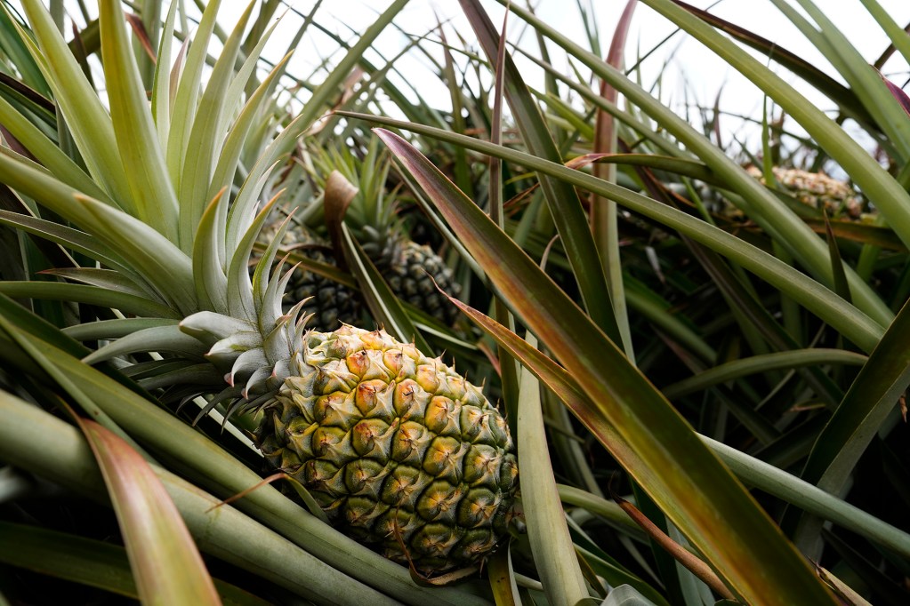 A pineapple grows in the Dole pineapple fields Monday, Aug. 5, 2024, in Wahiawa. (Kevin Fujii/Civil Beat/2024)