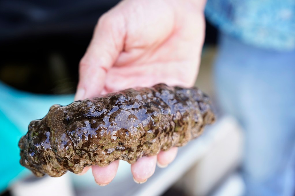 University of Hawaii College of Tropical Agriculture and Human Resources Department of Human Nutrition, Food & Animal Sciences Associate Researcher and Professor Andre Seale, PhD, holds a sea cucumber at their new facility, The Tuahine Aquaculture Research and Education Center on Monday, Sept. 23, 2024, in Honolulu. (Kevin Fujii/Civil Beat/2024)