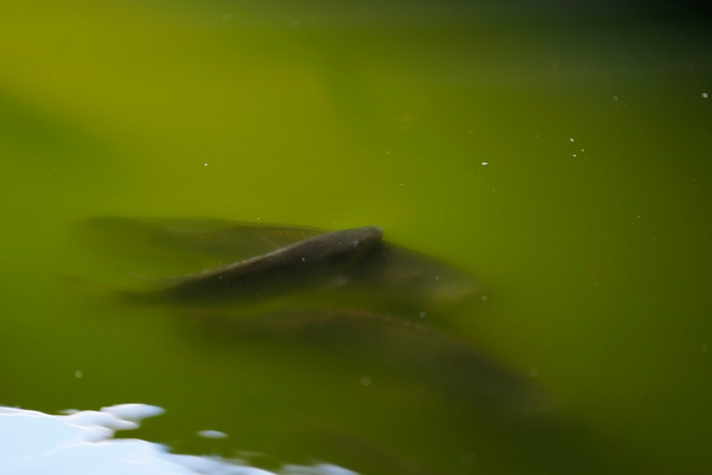 Tilapia swim in a tank at the University of Hawaii Tuahine Aquaculture Research and Education Center on Monday, Sept. 23, 2024, in Honolulu. (Kevin Fujii/Civil Beat/2024)