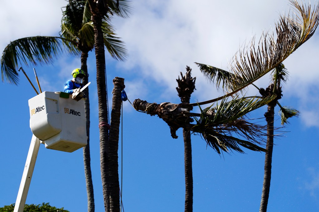 A Honolulu County Parks Department laborer cuts a coconut tree for removal Monday, Oct. 7, 2024, at Kaiaka Bay Beach Park in Haleiwa. This grove of trees was damaged or killed by invasive coconut rhinoceros beetles. (Kevin Fujii/Civil Beat/2024)