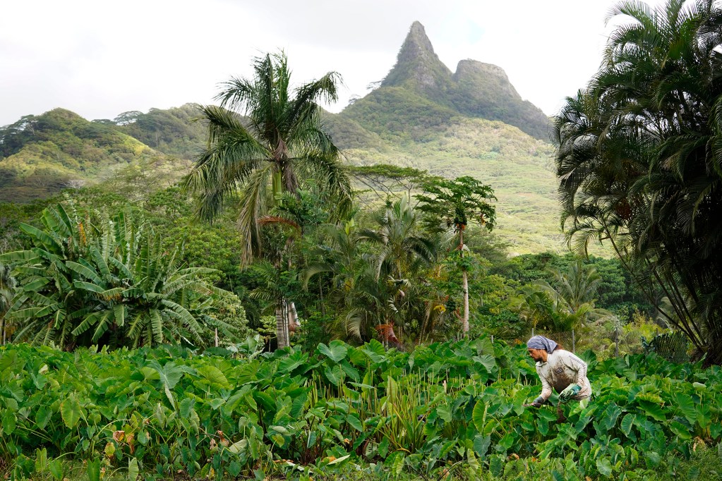Ahiki and Paku’i, two of Mt. Olomana’s three peaks rises above Keoni Resurrection while he harvests luau leaves Wednesday, Oct. 14, 2024, in Waimanalo. (Kevin Fujii/Civil Beat/2024)