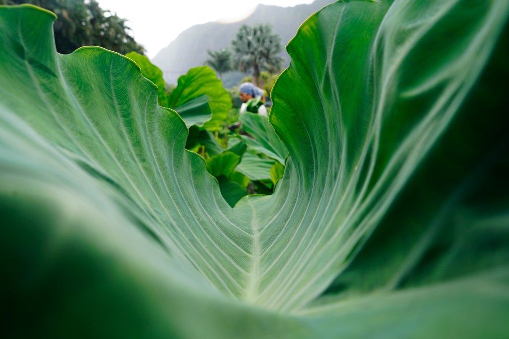 If this lu’au (leaf) were a wave and Keoni Resurrection were surfing, he would get barreled in a U-shaped lu’au of a kalo plant Wednesday, Oct. 14, 2024, in Waimanalo. (Kevin Fujii/Civil Beat/2024)
