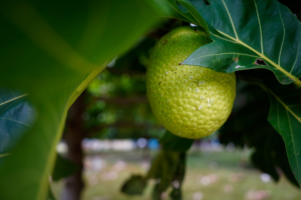 Ulu, breadfruit, grows at Mokulua Farms Wednesday, Oct. 14, 2024, in Waimanalo. (Kevin Fujii/Civil Beat/2024)