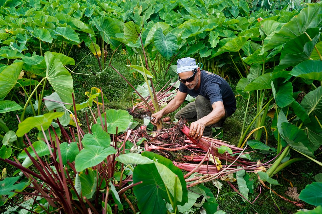Daniel Anthony harvests an ‘Ula‘ula Kūmū Kalo in a māla (dry, upland) kalo patch Wednesday, Oct. 14, 2024, in Waimanalo. (Kevin Fujii/Civil Beat/2024)