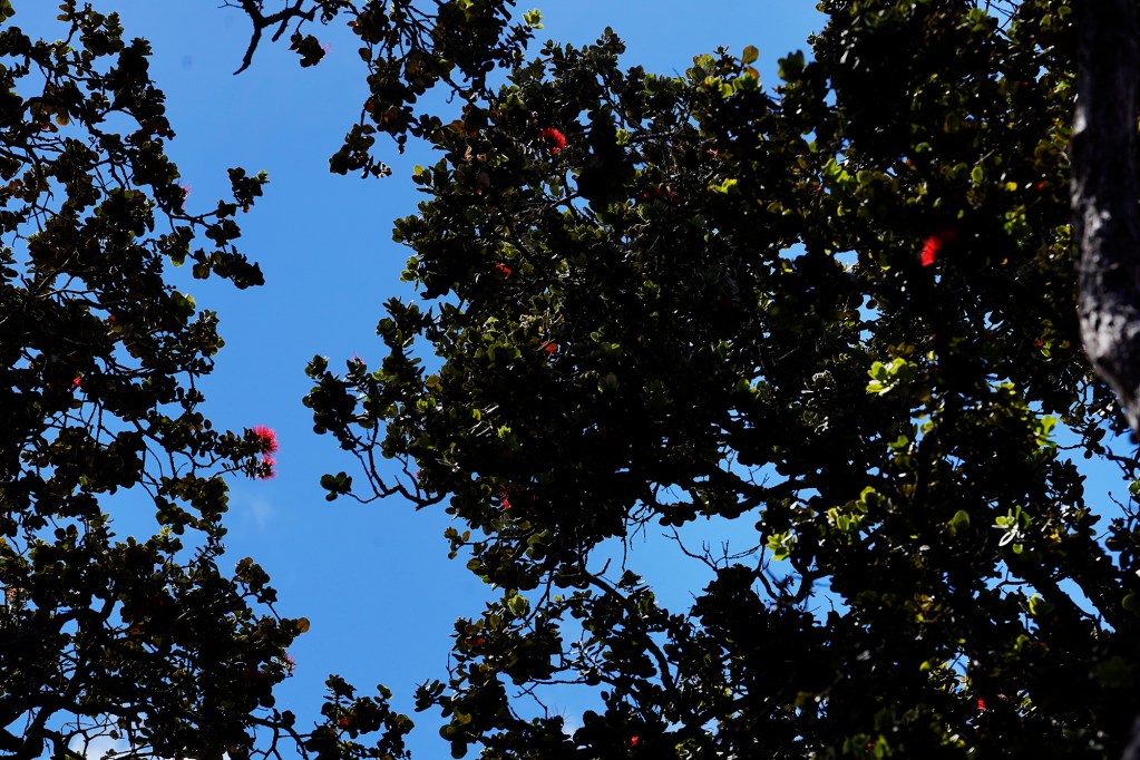 'Ōhi'a lehua flowers bloom high atop the canopy Tuesday, Oct. 22, 2024, in Volcanoes National Park on the Big Island. These healthy trees are in a section protected from pigs. Other sections of the park show signs of Rapid Ohia Death (ROD). (Kevin Fujii/Civil Beat/2024)