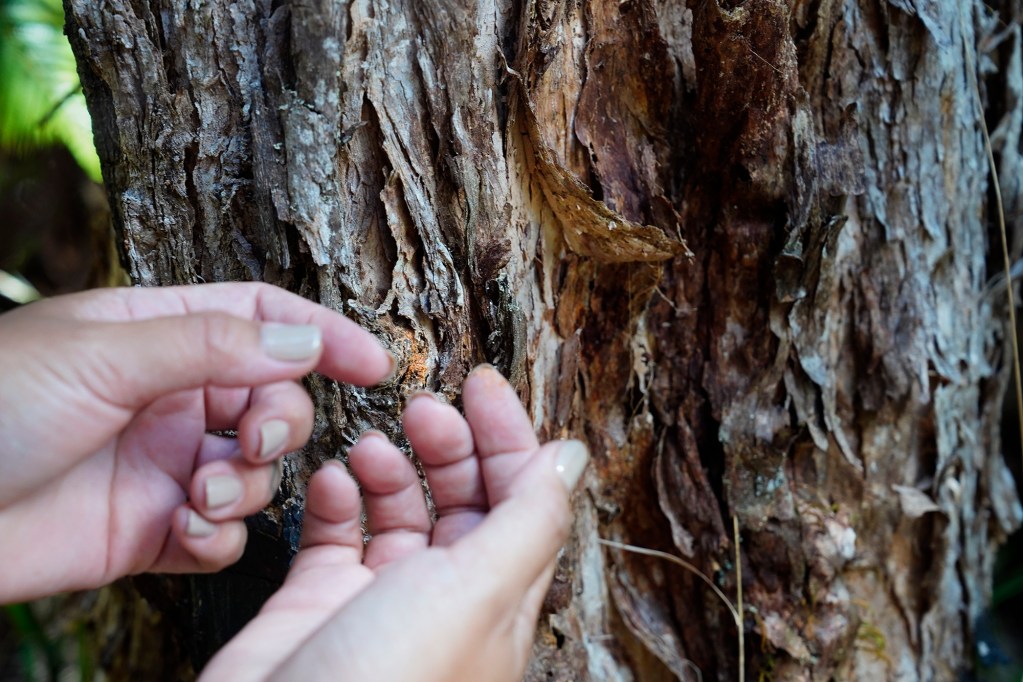 United States Forest Service entomologist Kylle Roy shows an ambrosia beetle’s fass on a Rapid Ohia Death victim Tuesday, Oct. 22, 2024, in Volcanoes National Park on the Big Island. An ambrosia beetle’s fass is exactly 500 microns and leaves behind evidence of their activity. (Kevin Fujii/Civil Beat/2024)