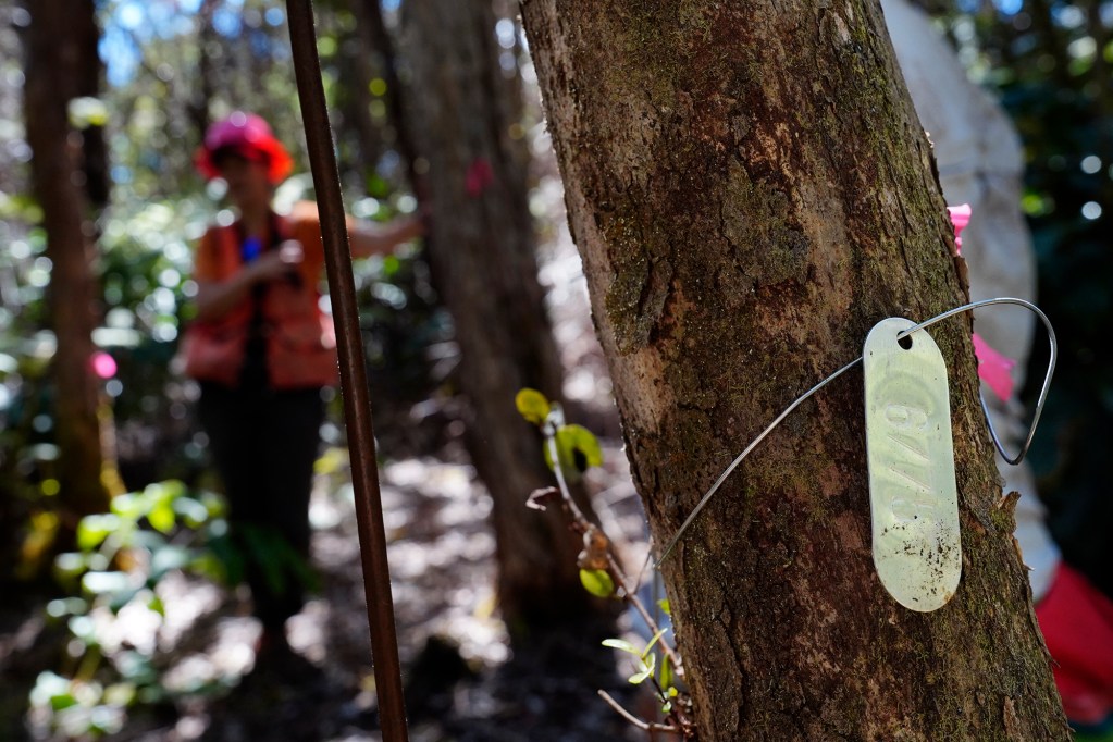 'Ōhi'a trees are tagged and monitored Tuesday, Oct. 22, 2024, in Volcanoes National Park on the Big Island. This helps identify which tree is thriving or succumbing to Rapid 'Ōhi'a Death. (Kevin Fujii/Civil Beat/2024)