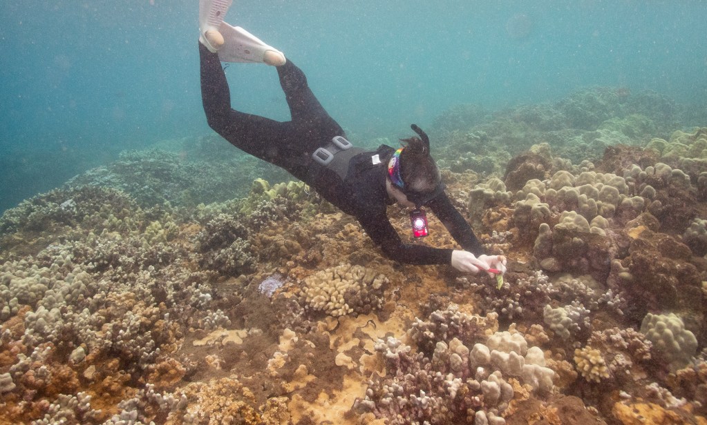 Alana Yurkanin cleans off a coral inventory tag with Maui Marine and The Nature Conservancy, Hawai'i at Mala Wharf Tuesday, Oct. 29, 2024, in Lahaina. (Kevin Fujii/Civil Beat/2024)