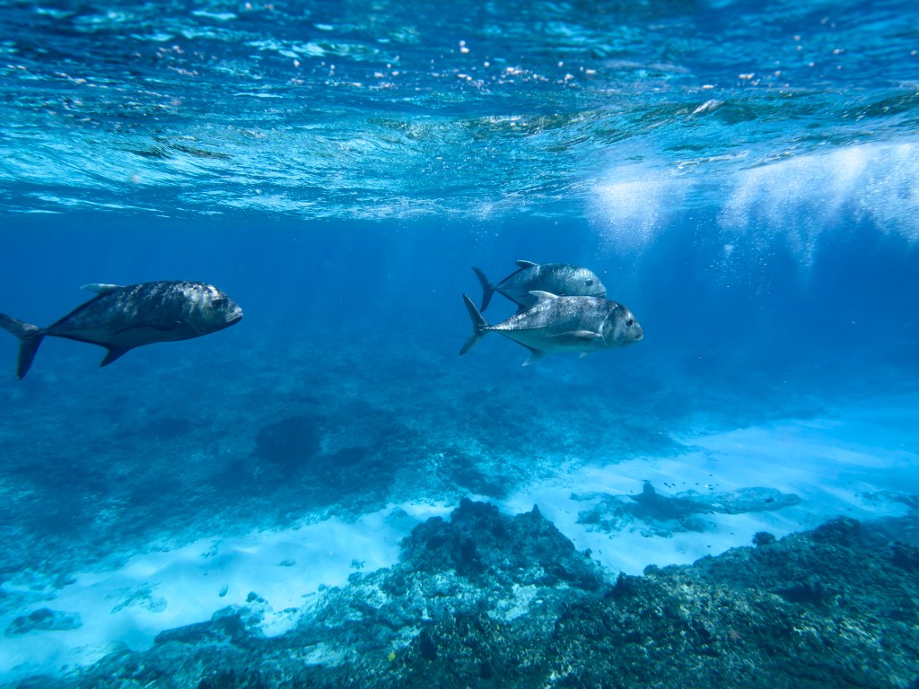 Ulua, such as these in the waters off Manawai, are omnipresent in Papahanaumokuakea Marine National Monument. (Nathan Eagle/Civil Beat/2024)