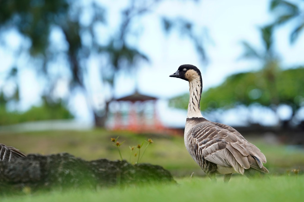 A napping nēnē is photographed Tuesday, Oct. 22, 2024, in Lili’uokalani Gardens in Hilo. People have pitted the Hawaiian Goose population against feral cat colonies. (Kevin Fujii/Civil Beat/2024)