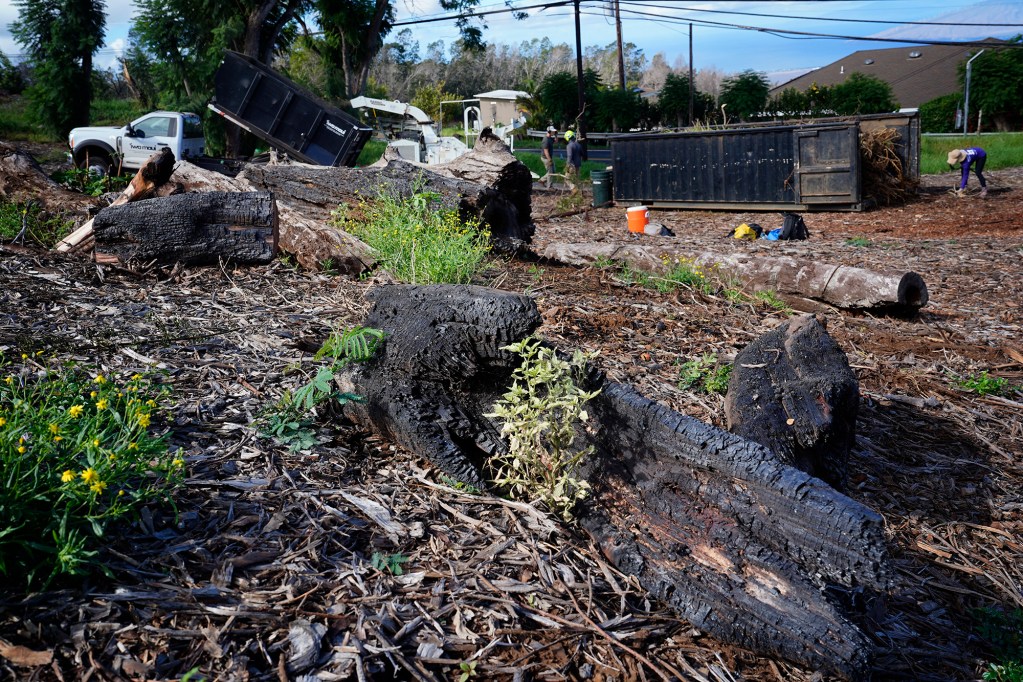 Charred wood remains from the Aug. 8, 2023, fire which swept down the Pōhakuokalā Gulch in Maui’s Upcountry continue Friday, Nov. 8, 2024, in Kula. Malama Kula has taken it upon themselves to rid their neighborhood of reminders of the disastrous day and help residence re-build and re-construct their lives. (Kevin Fujii/Civil Beat/2024)