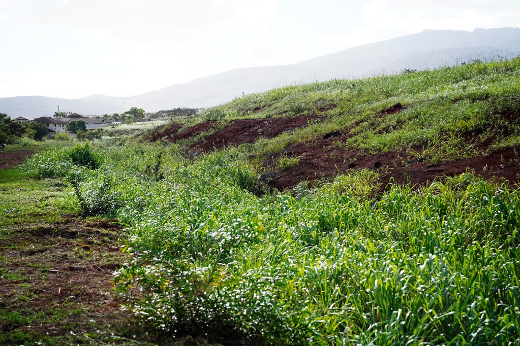 DHHL will be acquiring land mauka of Royal Kunia, photographed Wednesday, Nov. 13, 2024, in Waipahu. (Kevin Fujii/Civil Beat/2024)