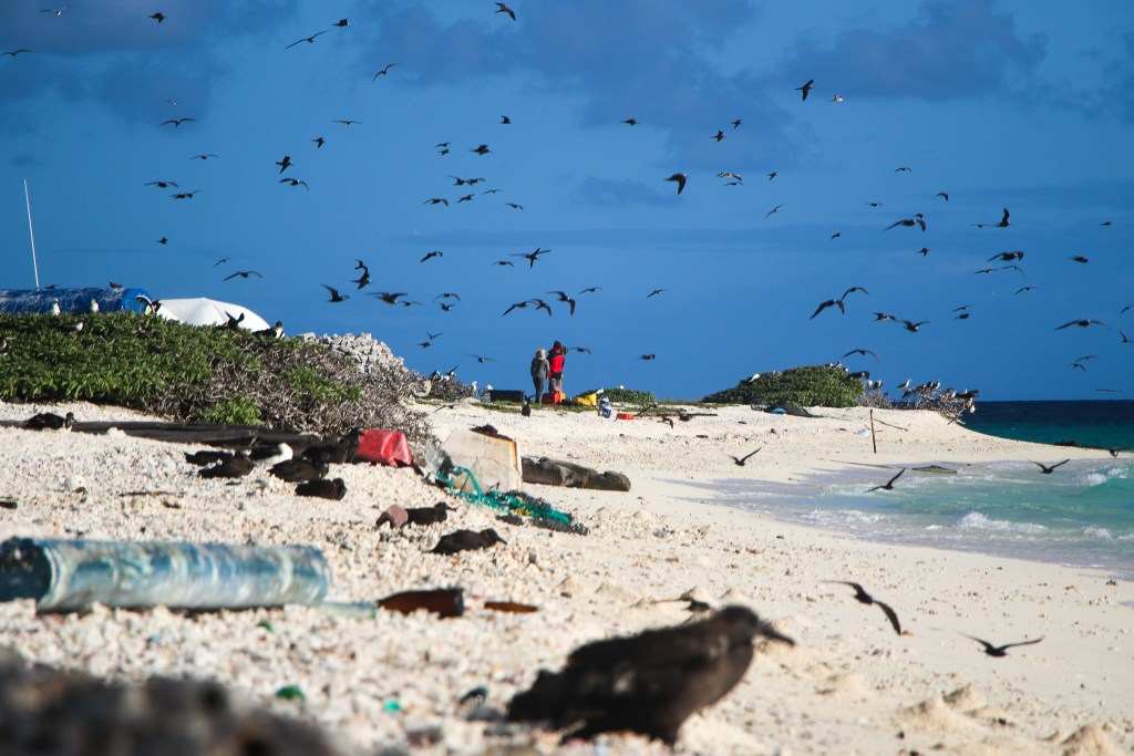 Thousands of birds used to call East Island home. They have yet to return in numbers, likely because the vegetation has yet to come back. (Alana Eagle/Civil Beat/2018)