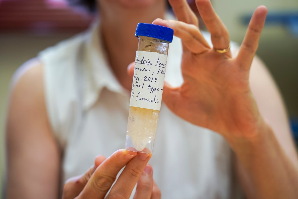 Allison Sherwood, a taxonomist at the University of Hawaii, holds an original sample of chondria tumulosa, the invasive seaweed collected in August 2019 from Manawai. (Nathan Eagle/Civil Beat/2024)