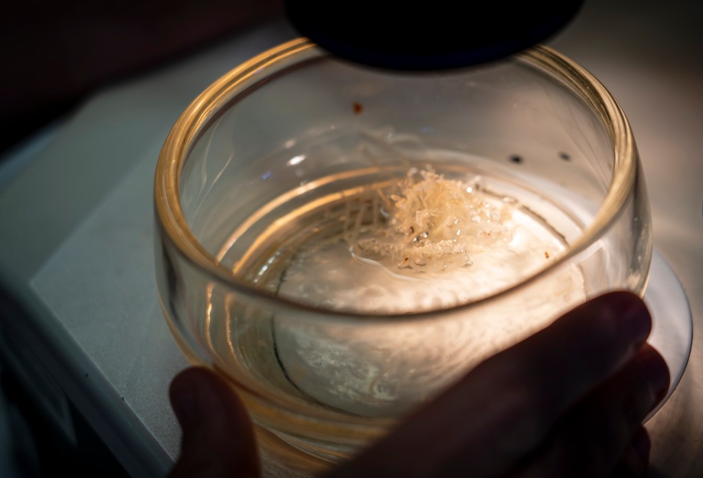 Allison Sherwood, a taxonomist at the University of Hawaii, looks at a sample in her lab. (Nathan Eagle/Civil Beat/2024)