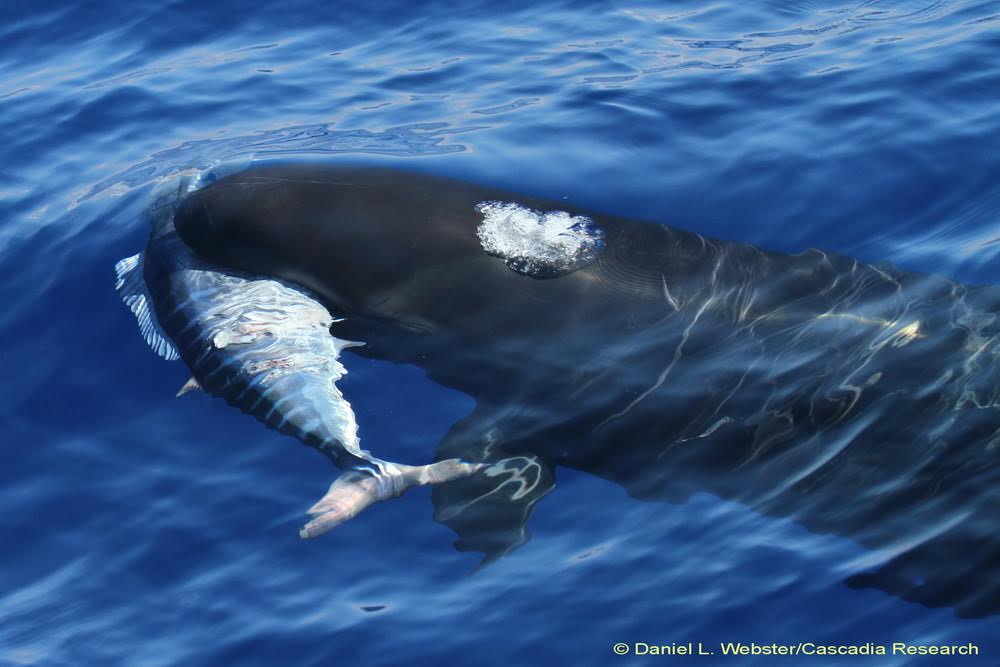 false killer whale