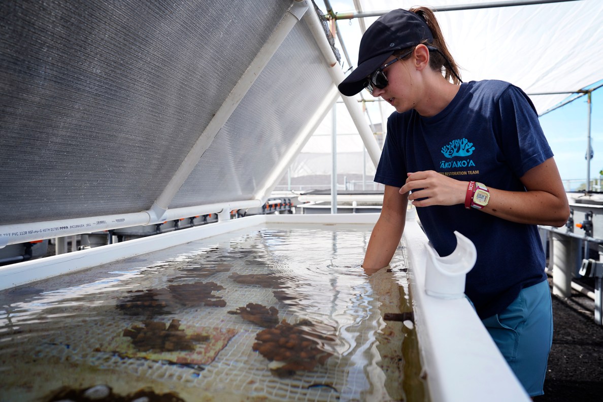Arizona State University’s Abbey Woodard opens one of 72 “raceways” containing corals from Pauoa Bay named after the Fairmont Orchid hotel at the ‘Āko’ako’a coral nursery Thursday, Dec. 12, 2024, in Kailua-Kona. (Kevin Fujii/Civil Beat/2024)