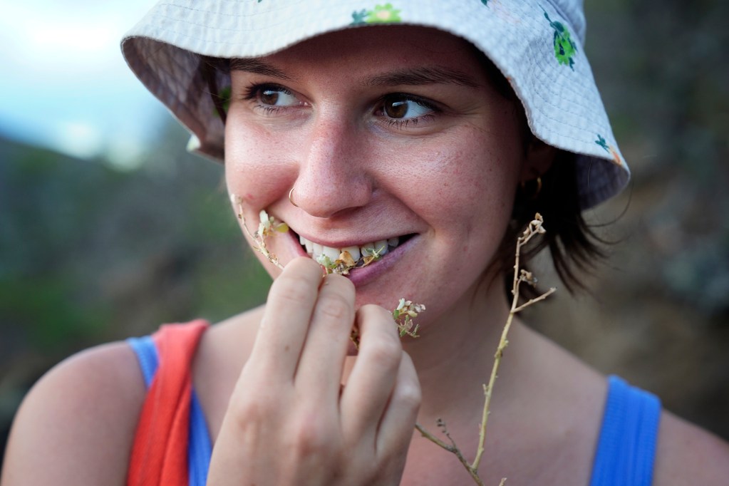Abby Austin of Honolulu munches on a nettle leafed  goosefoot plant during Dr. Nat Bletter’s Urban Foraging in Honolulu's Jungles Sunday, Dec. 15, 2024, in Honolulu. This goosefoot plant was a dried out so it had a crunchier texture and a salty, nutty flavor. The goosefoot is a salt-tolerant, invasive plant. (Kevin Fujii/Civil Beat/2024)