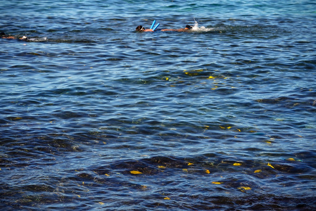 What might appear as gold, swimmers pass Yellow Tang marine fish off the Kahalu’u Bay coastline Tuesday, Dec. 17, 2024, in Kailua-Kona. (Kevin Fujii/Civil Beat/2024)