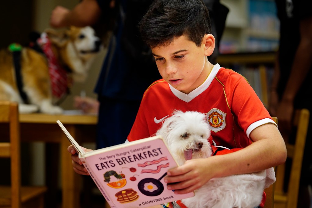 Isaiah DeCosta, 10, reads to K9 TheraPets dog Hachi Wednesday, Dec. 18, 2024, at the Ewa Beach Public and School Library in Ewa Beach. The library hosts this event every third Wednesday morning for an hour beginning at 10:30. Young readers can practice reading aloud to pups of different sizes. (Kevin Fujii/Civil Beat/2024)