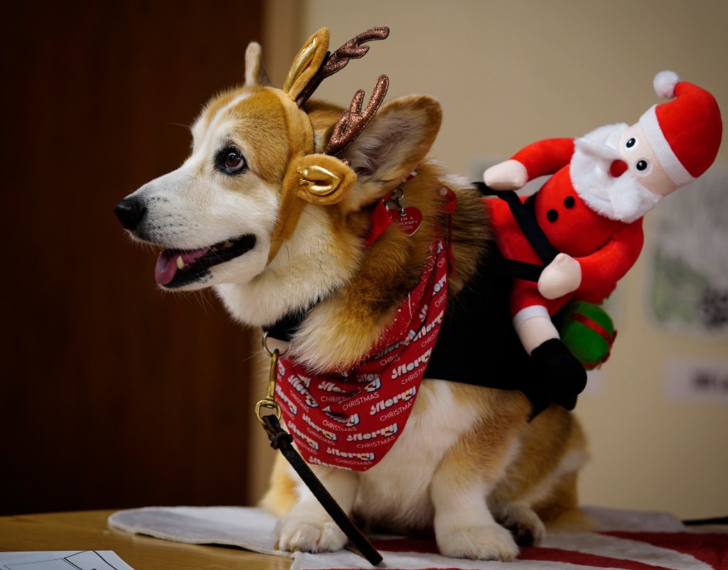 K9 TheraPets therapy dog Rex, a Pembroke Welsh Corgi, waits for a keiki to read to him Wednesday, Dec. 18, 2024, at the Ewa Beach Public and School Library in Ewa Beach. The library hosts this event every third Wednesday morning for an hour beginning at 10:30. Young readers can practice reading aloud to pups of different sizes. (Kevin Fujii/Civil Beat/2024)