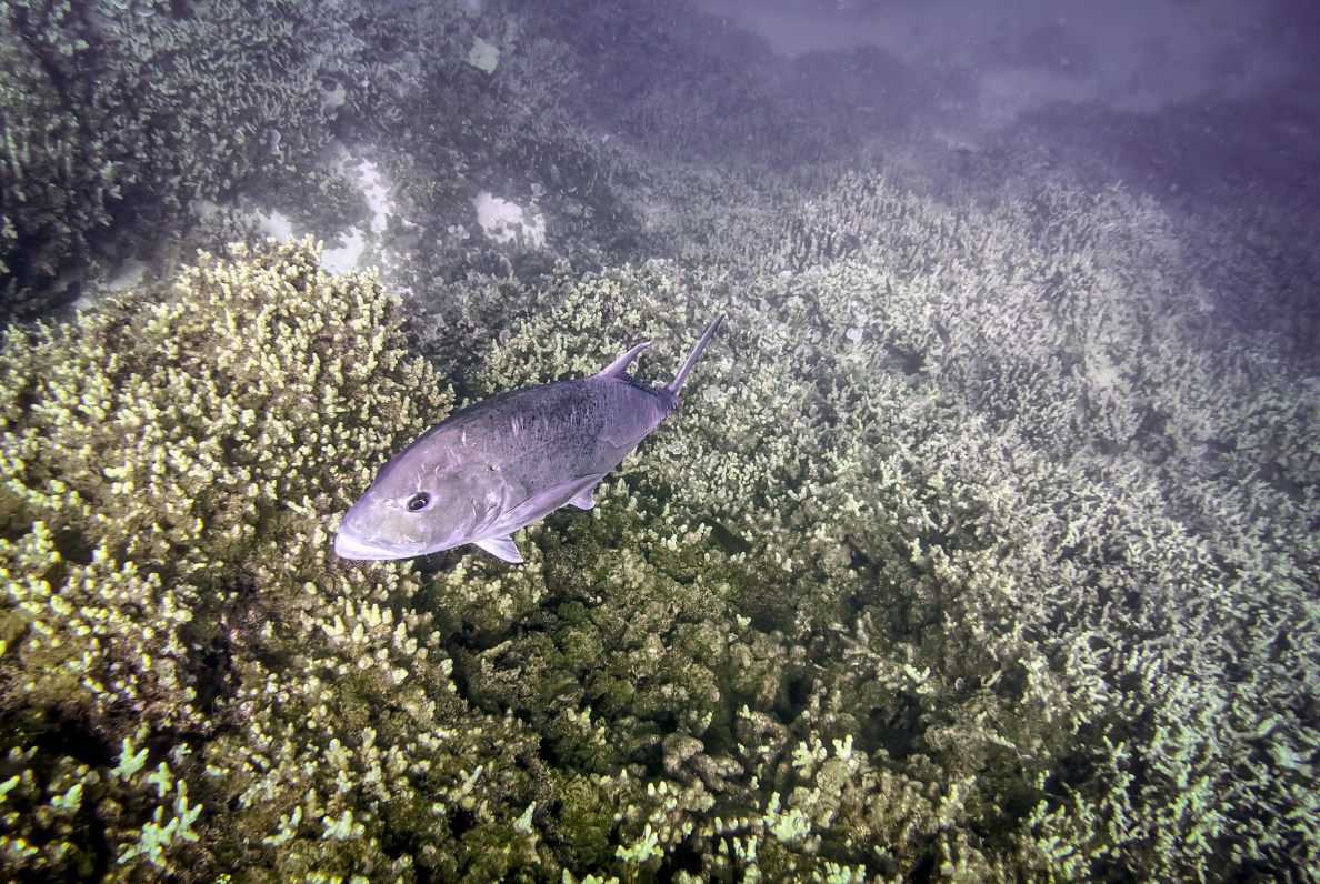 An ulua swims over part of the reef at Manawai that's been hit hard by chondria, the invasive seaweed. (Nathan Eagle/Civil Beat/2024)