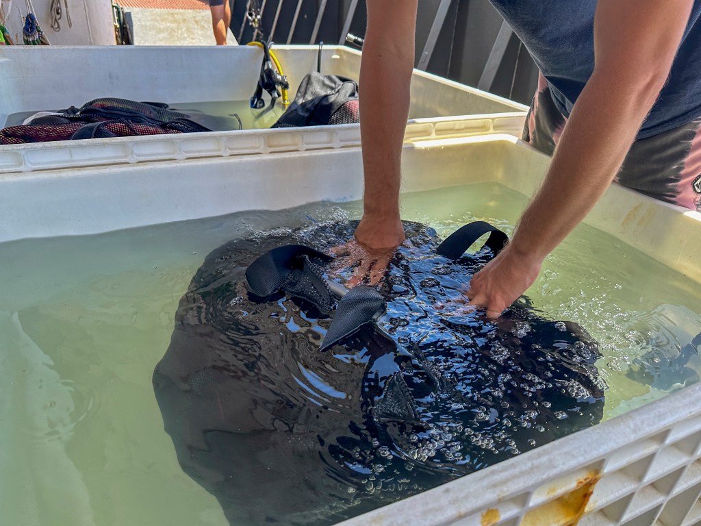 A scientist pushes their scuba gear into a bleach solution to prevent spreading an invasive seaweed in the Northwestern Hawaiian Islands. (Nathan Eagle/Civil Beat/2024)