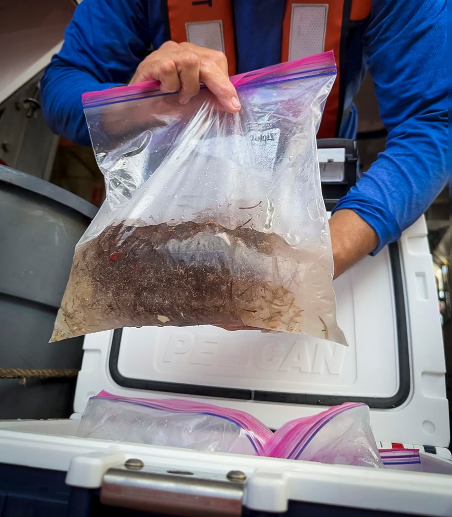 Samples of chondria, an invasive seaweed, were collected at Manawai in September. (Nathan Eagle/Civil Beat/2024)