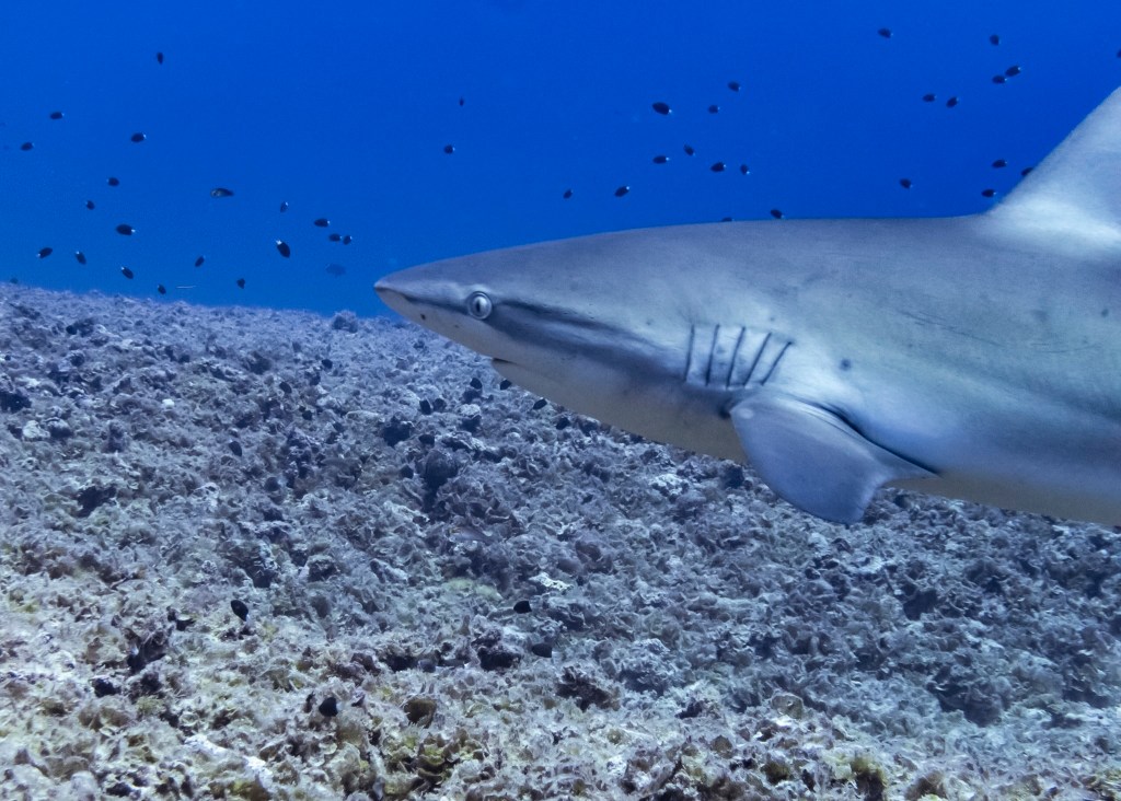 A shark swims over the reef at Manawai, also known as Pearl and Hermes, in Papahanaumokuakea Marine National Monument in September. (Nathan Eagle/Civil Beat/2024)
