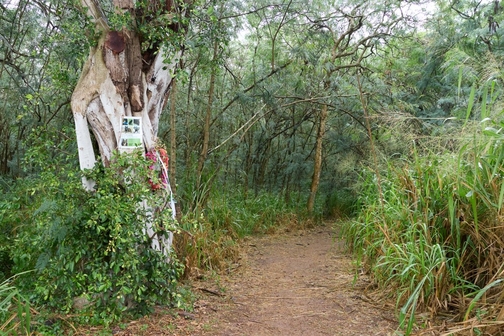 At the entrance to the Ehukai Pillbox Trail in the Sunset Beach Neighborhood Park there is a medium sized tree on the left side of the trail that is adorned today with a wreath marked with a simple black marker title ÒTiare Jan 1 2025Ó According to an HPD Incident Report (?) Tiare attended a RAVE New YearÕs party and succumbed to some form of misbehavior that took her life. Rumors abound as to just what happened but Neighbors have complained for quite some time, that there are Rave type parties with loud music, alcohol and possible drug activity that regularly take place further into the trail.(David Croxford/Civil Beat/2025