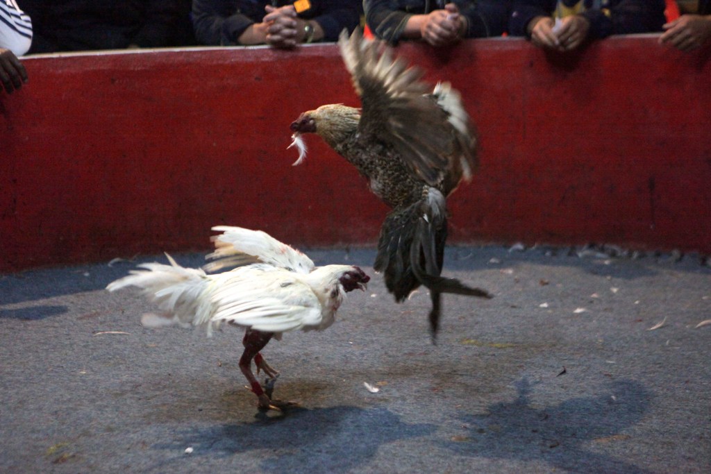 In this photo taken on Feb. 12, 2011, birds fight at Gallo Rojo cockfight arena in Quito, Ecuador. (AP Photo/Dolores Ochoa)