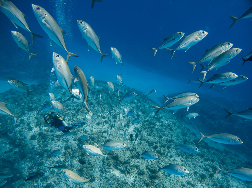Aralyn Hacker maps coral at Hōlanikū, or Kure Atoll, in September 2024. (Nathan Eagle/Civil Beat/2024)