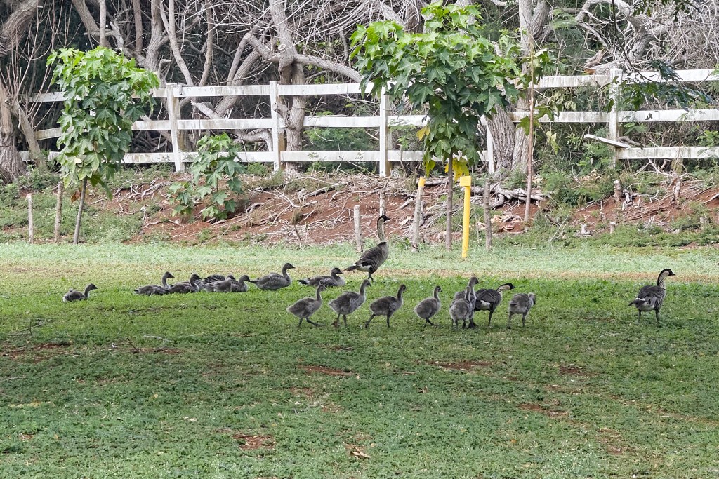 A large group of Nene chicks and the parents were photographed alongside Kilauea Road leading to the Lighthouse trail on February 5th. (David Croxford/Civil Beat/2025)