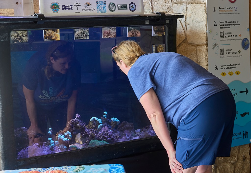 The Waikiki Aquarium has a static display of invasive species forum in and around the Hawaiian Islands.  This specific display contained species collected from Pearl Harbor and is administered byCoral Biologist Anthony R. Burke.  In the last image a visitor examines the tank housing various species including the Majano Anempnes.(David Croxford/Civil Beat/2025)