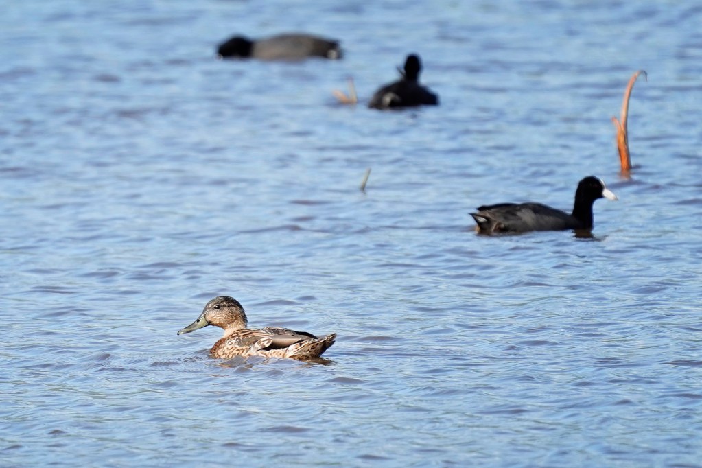 An endangered Koloa maoli (Hawaiian duck) swims with ‘alae ke’oke’o (endangered Hawaiian coots) Monday, March 3, 2025, at the Hanalei National Wildlife Refuge in Hanalei. (Kevin Fujii/Civil Beat/2025)