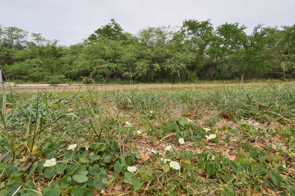 The intersection of Old Fort Weaver Road and Fort Weaver Road occurs about a mile south of the Queens West Hospital.  At that location on the Ewa Makai corner, (north west corner) there is a large parcel of land that at this point is undeveloped and overgrown. Photographed Friday April 4th 2025.(David Croxford/Civil Beat/2025)